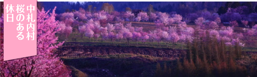 中札内村 桜のある休日 中札内村観光協会